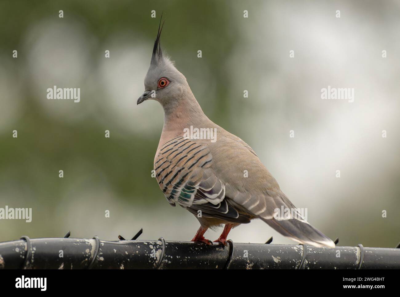 Haubentaube, Ocyphaps-Lophoten, hoch auf dem Zaun, Adelaide. Stockfoto