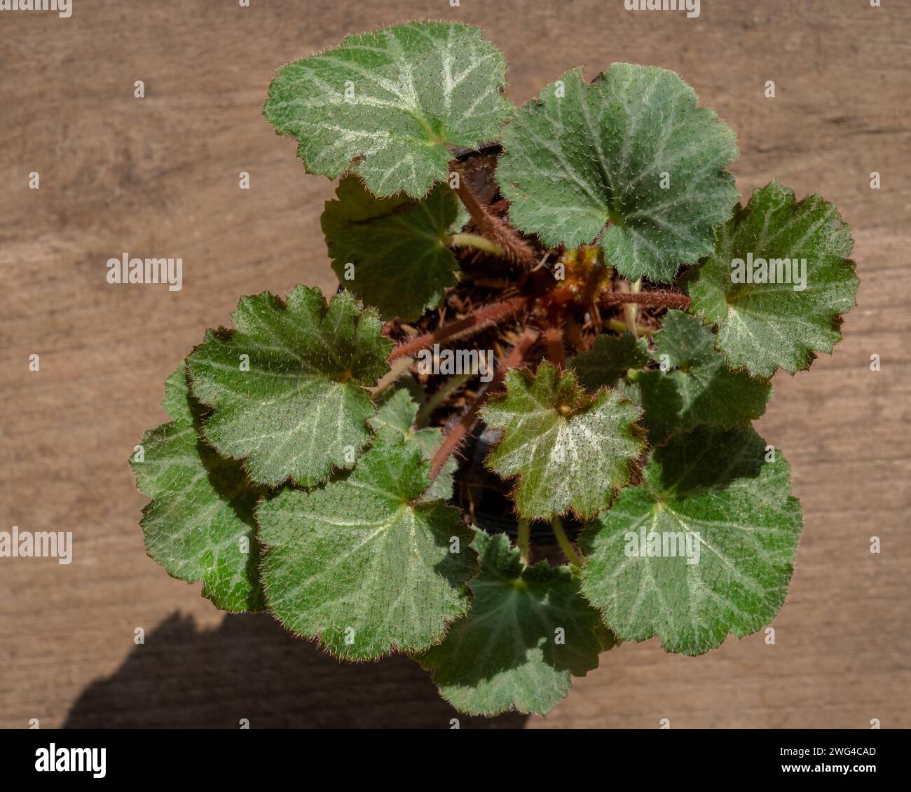 Nahaufnahme von oben auf saxifraga stolonifera aka Erdbeerbegonia, Erdbeergeranie oder kriechender Saxfrage im Sonnenlicht isoliert auf hölzernem Hintergrund Stockfoto