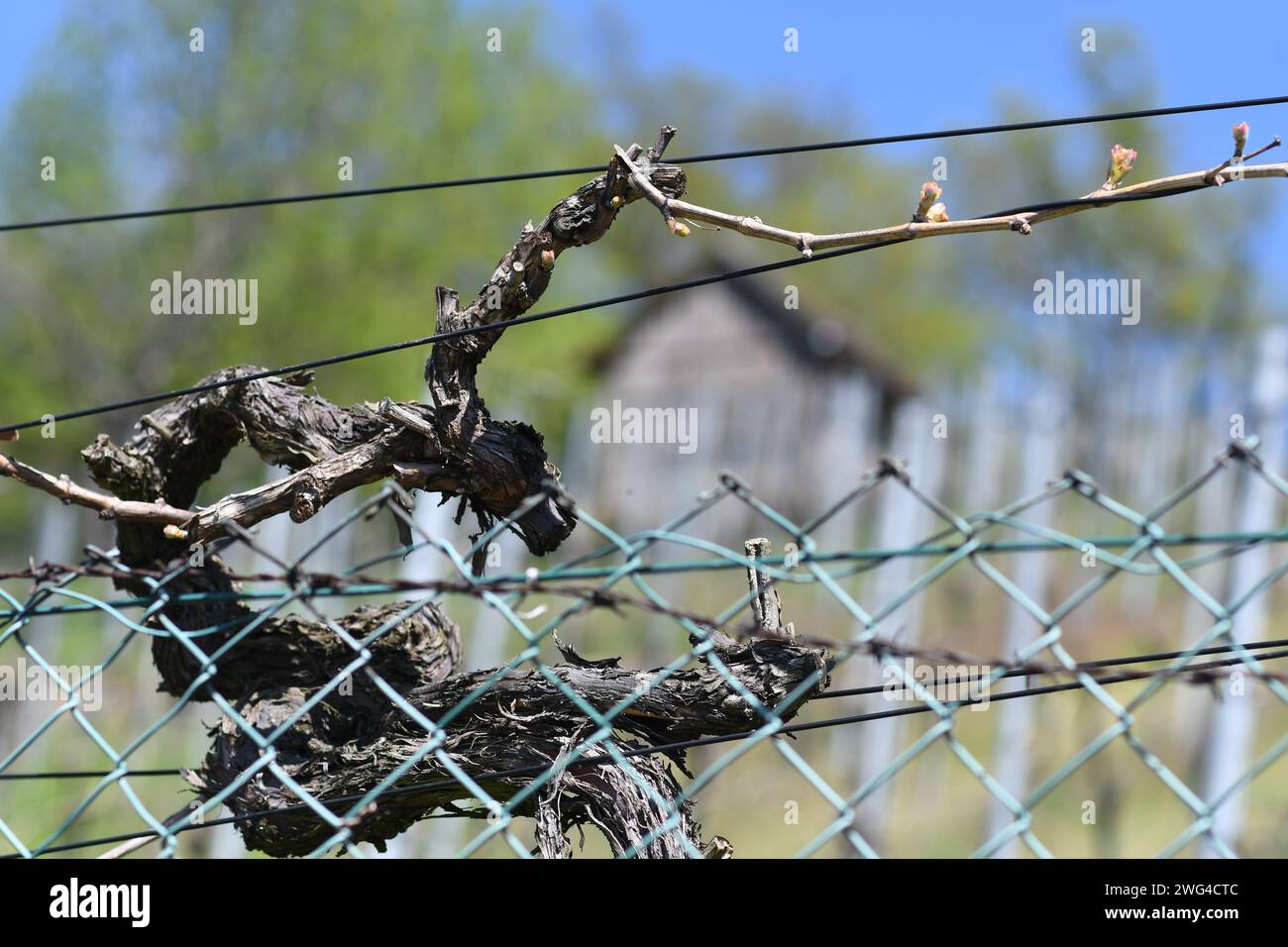 Knorrige Weinrebe im Frühling - junger Spross und erste Knospen - Nahaufnahme im Sonnenlicht. Schattig erkennbar: Reben und Hütte im Hintergrund. Stockfoto