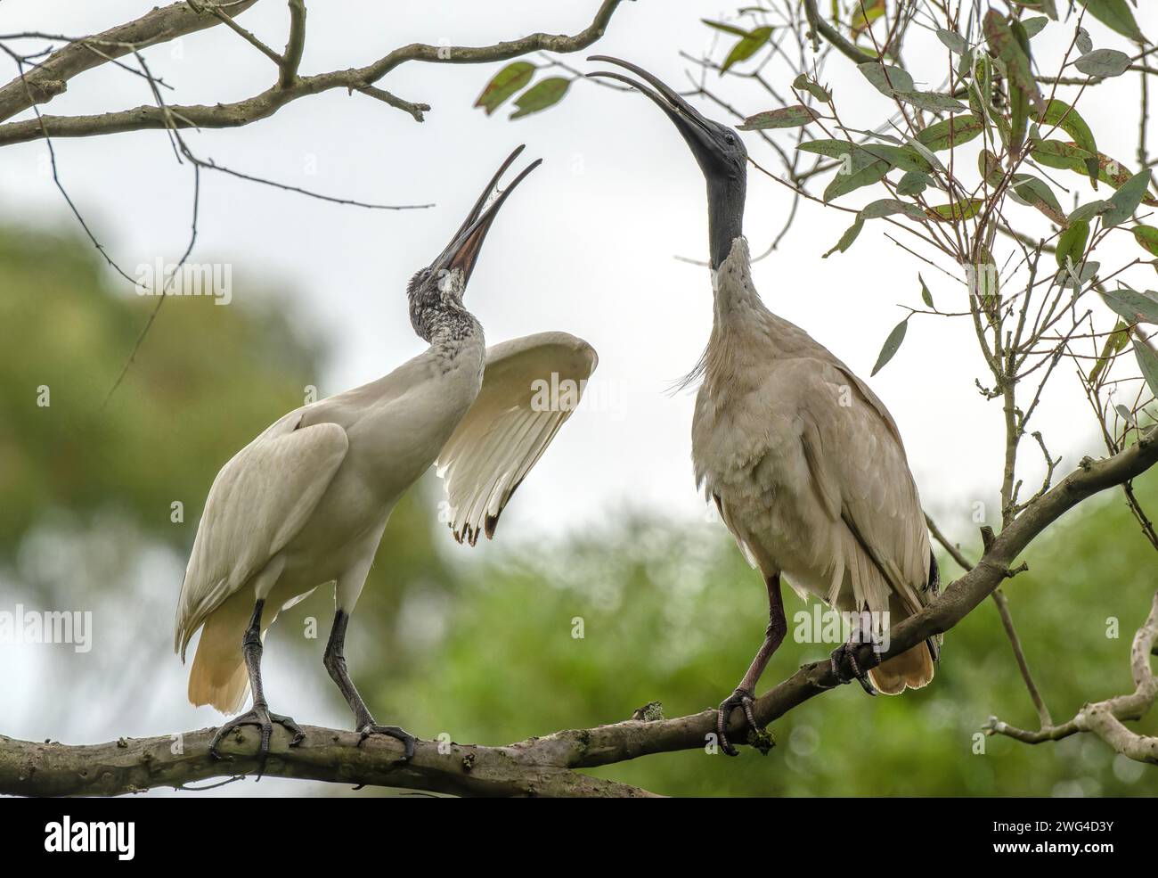 Zwei australische weiße Ibis, Threskiornis molucca, interagieren auf Baumzweigen. Stockfoto