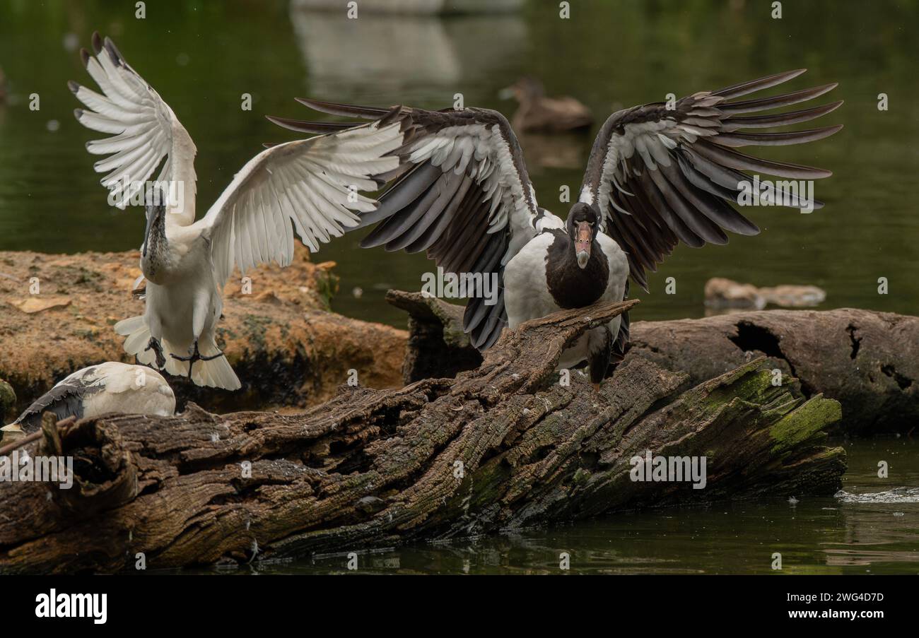 Australische weiße Ibis, Threskiornis molucca und Magpie Gans, Anseranas semipalmata, bereit für den Start. Stockfoto