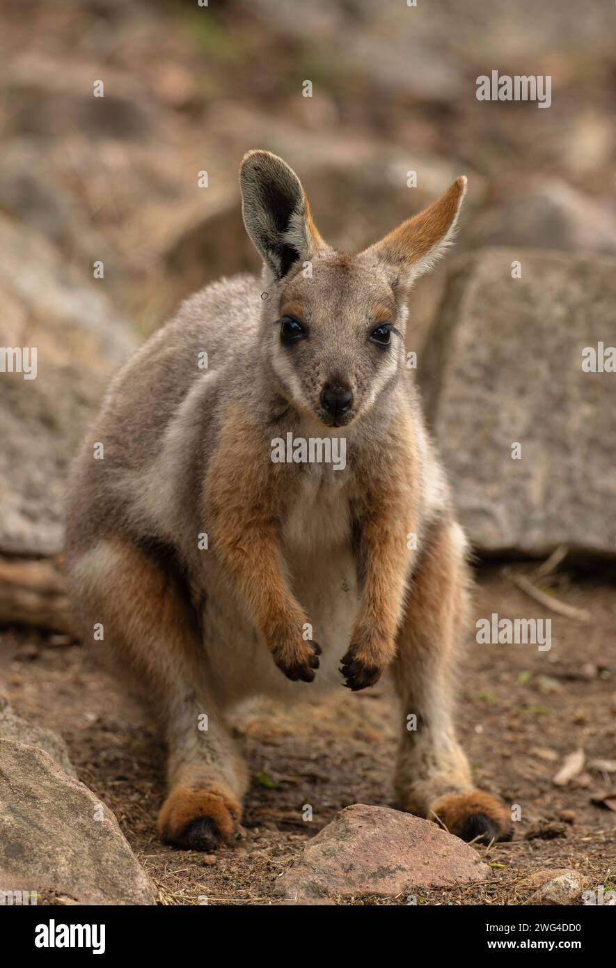 Ein gelbfüßiges Felswallaby, Petrogale xanthopus, an felsigem Hang in Südaustralien. Gefährdet. Stockfoto