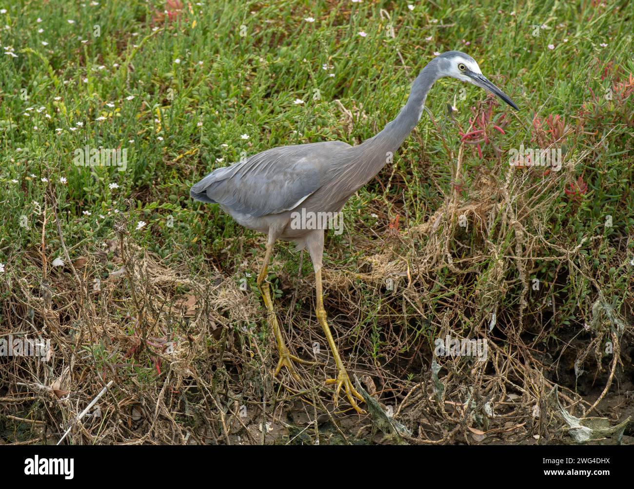 Weisssichtiger Reiher, Egretta novaehollandiae, Fütterung im Salzmarsch, Victoria. Stockfoto