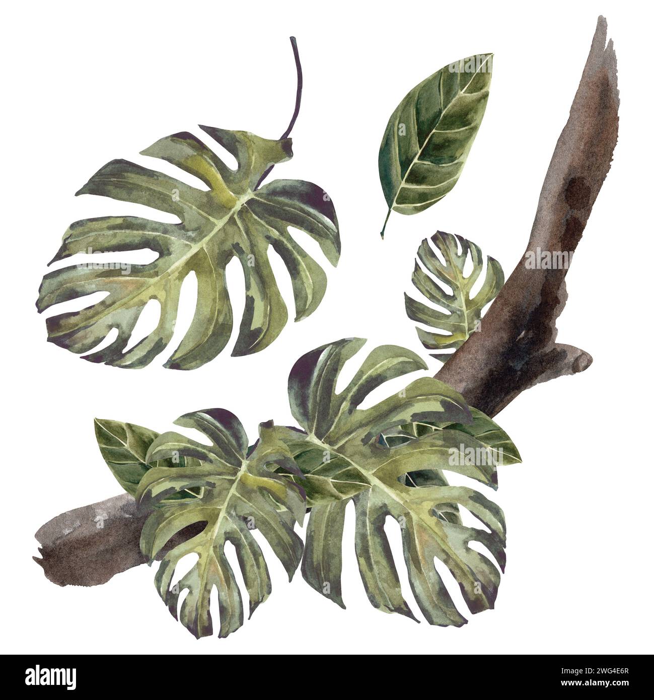 Grüne tropische Blätter Aquarelltextur in schönem Stil auf weißem Hintergrund. Zeichnungen in stummgeschalteten Tönen. Zeichnung für die Gestaltung von Souvenirs, Postwagen Stockfoto