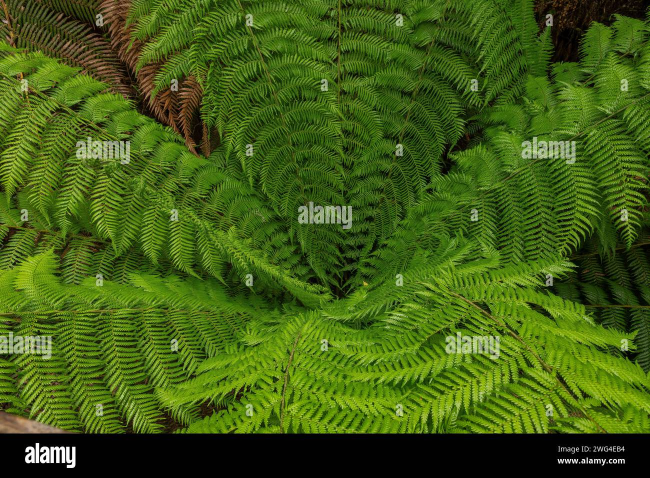 Regen farn -Fotos und -Bildmaterial in hoher Auflsung  Alamy