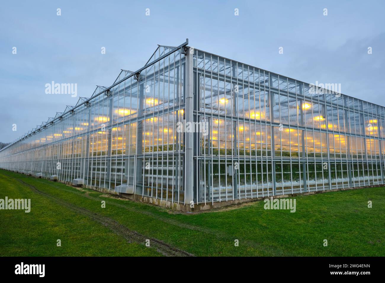 Beleuchtetes Industriegewächshaus mit gelben Lichtern, das Tomatenpflanzen unter bewölktem Himmel im Winter anbaut. Das Konzept der industriellen Nahrungsmittelproduktion Stockfoto