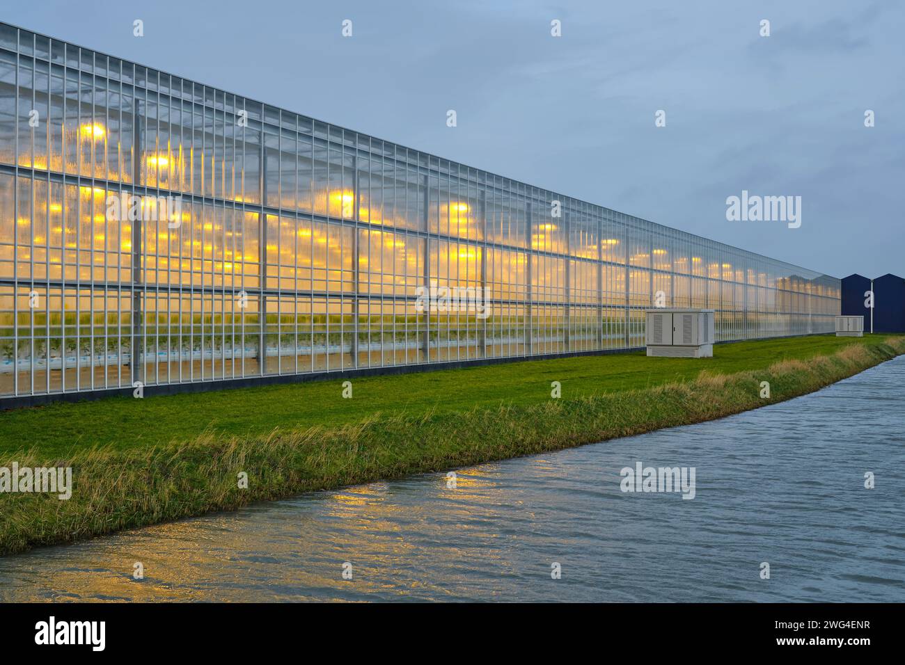 Beleuchtetes Industriegewächshaus mit gelben Lichtern, das Tomatenpflanzen unter bewölktem Himmel im Winter anbaut. Das Konzept der industriellen Nahrungsmittelproduktion Stockfoto