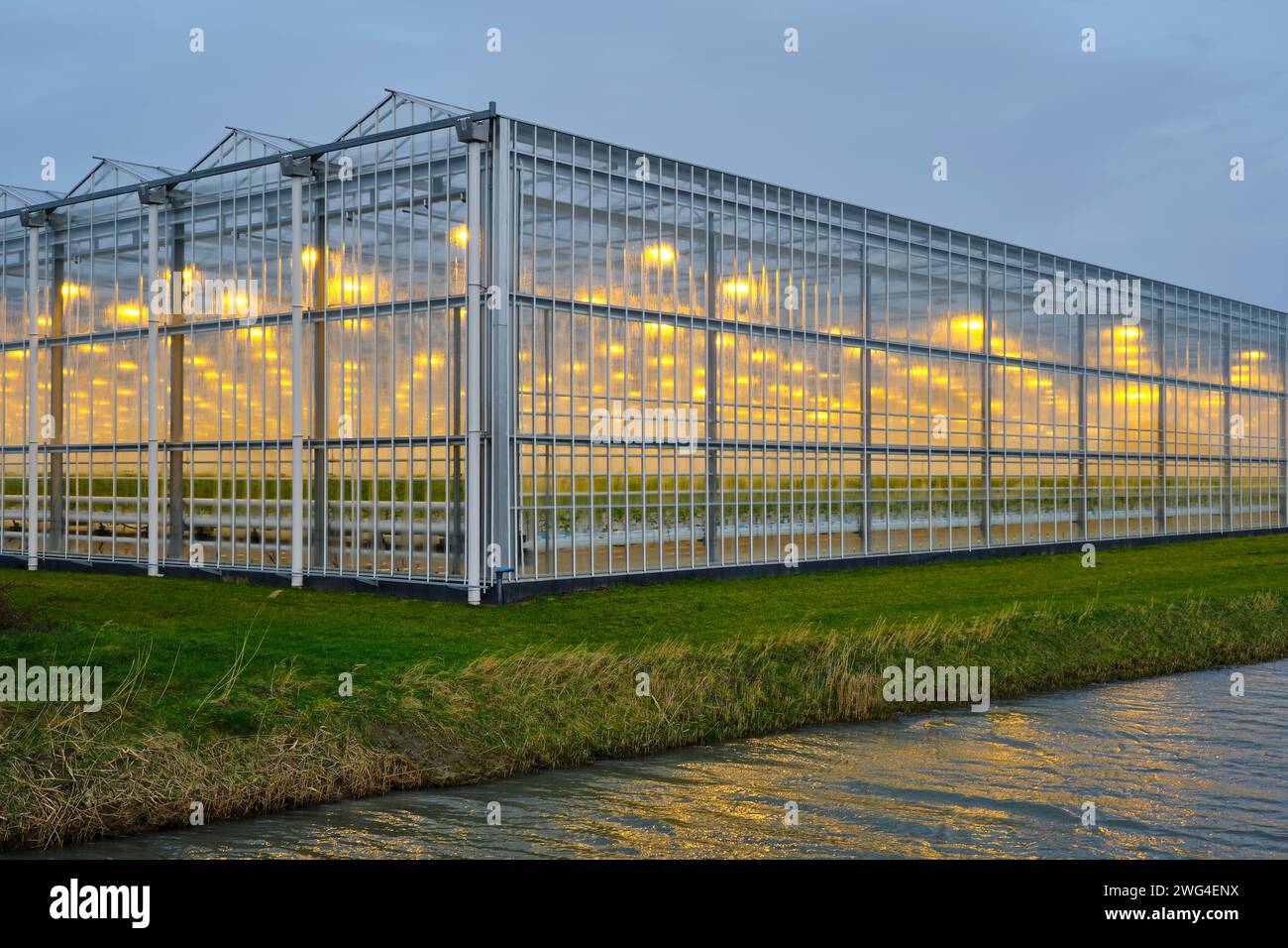 Beleuchtetes Industriegewächshaus mit gelben Lichtern, das Tomatenpflanzen unter bewölktem Himmel im Winter anbaut. Das Konzept der industriellen Nahrungsmittelproduktion Stockfoto