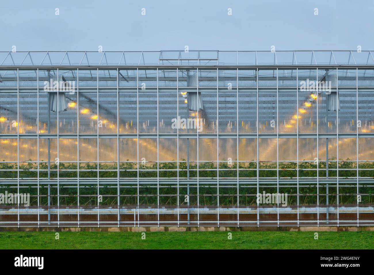 Beleuchtetes Industriegewächshaus mit gelben Lichtern, das Tomatenpflanzen unter bewölktem Himmel im Winter anbaut. Das Konzept der industriellen Nahrungsmittelproduktion Stockfoto