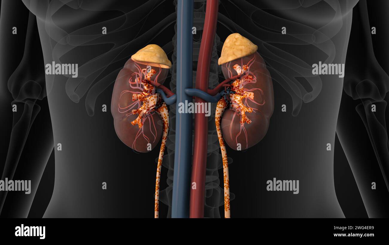 Menschliche Niere mit Harnkreislauf Stockfoto