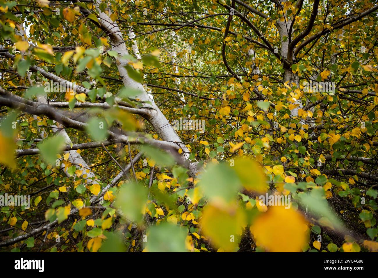 Galicien, Spanien - 31. Oktober 2022 : Birke in Herbstfarben Stockfoto