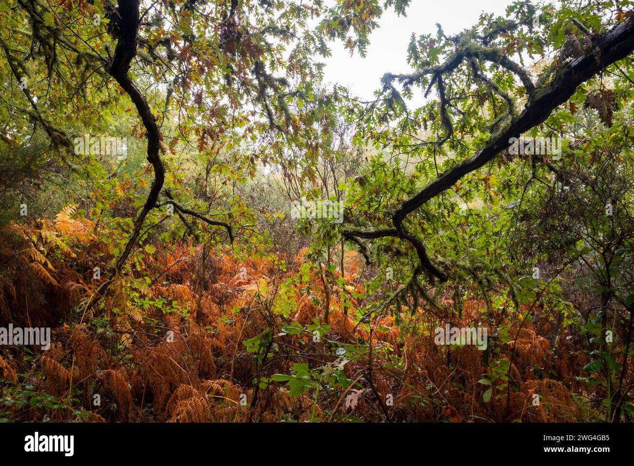 Galicien, Spanien - 31. Oktober 2022 : Eichenwald im Herbst Stockfoto