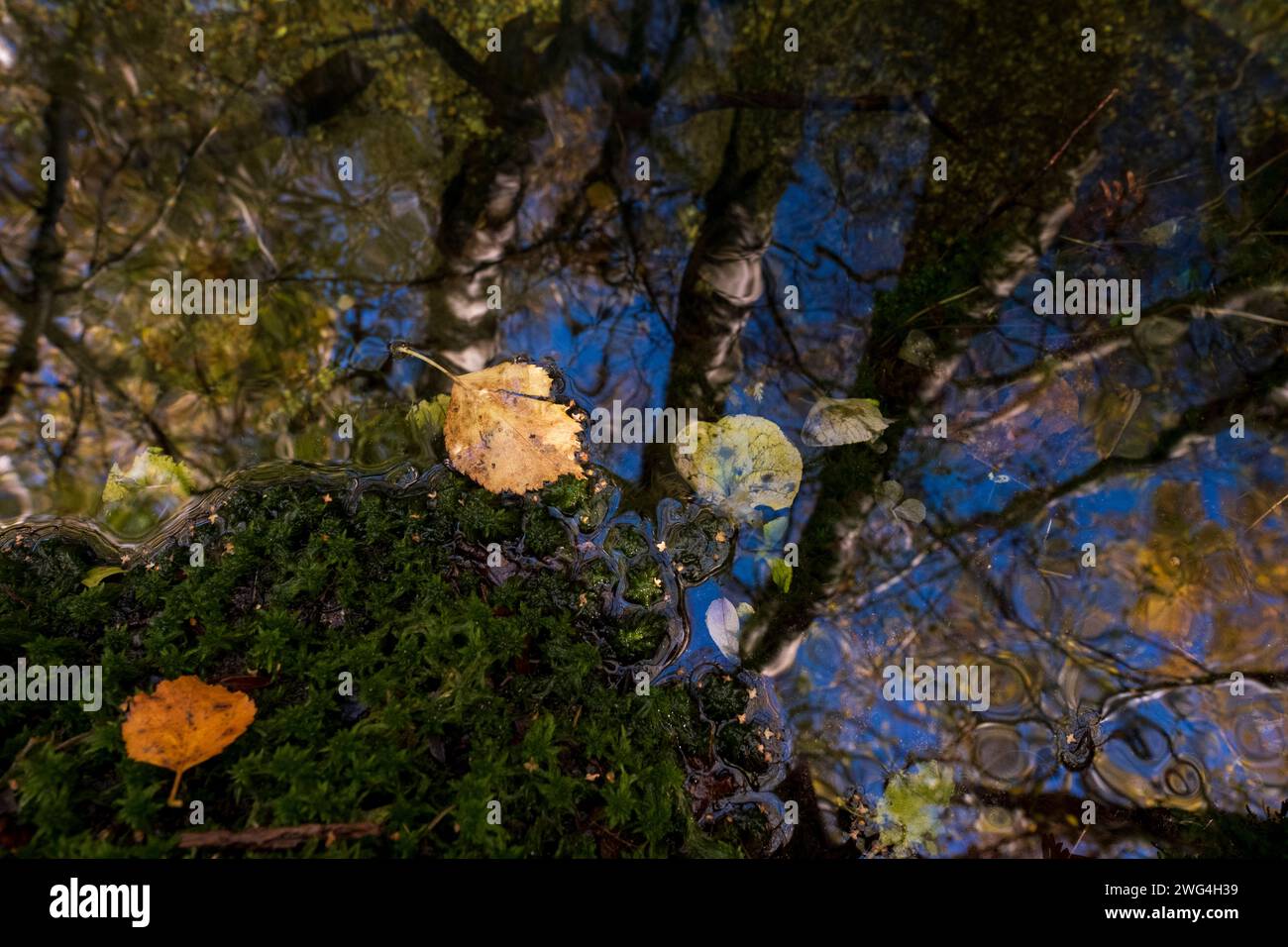 Nationalpark Peneda Gerês, Portugal - 01. November 2022 : Herbstreflexion auf einem Teich Stockfoto
