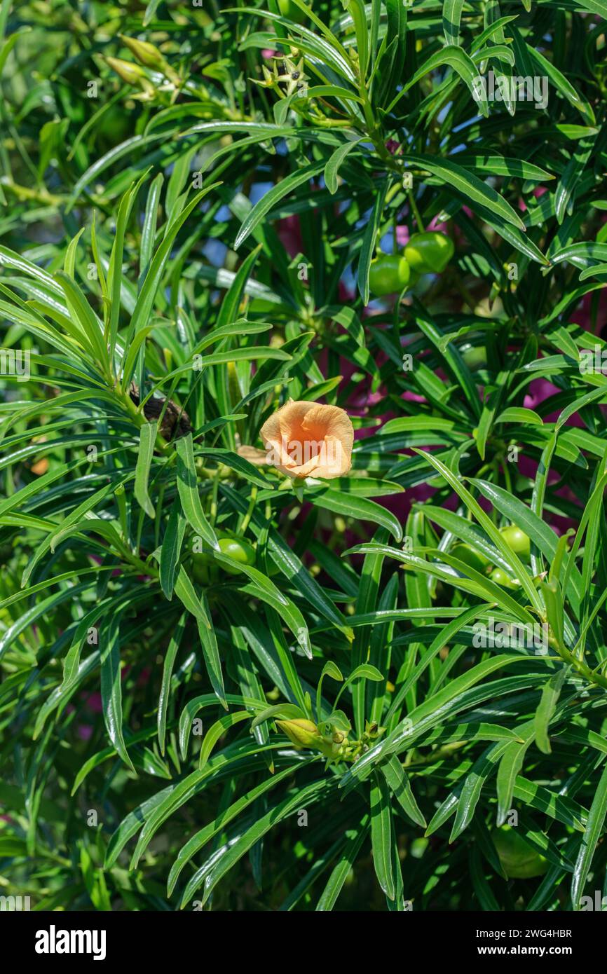 Cascabela-Busche (Thevetia peruviana). Allgemeine Gewohnheit der Pflanze. Stockfoto