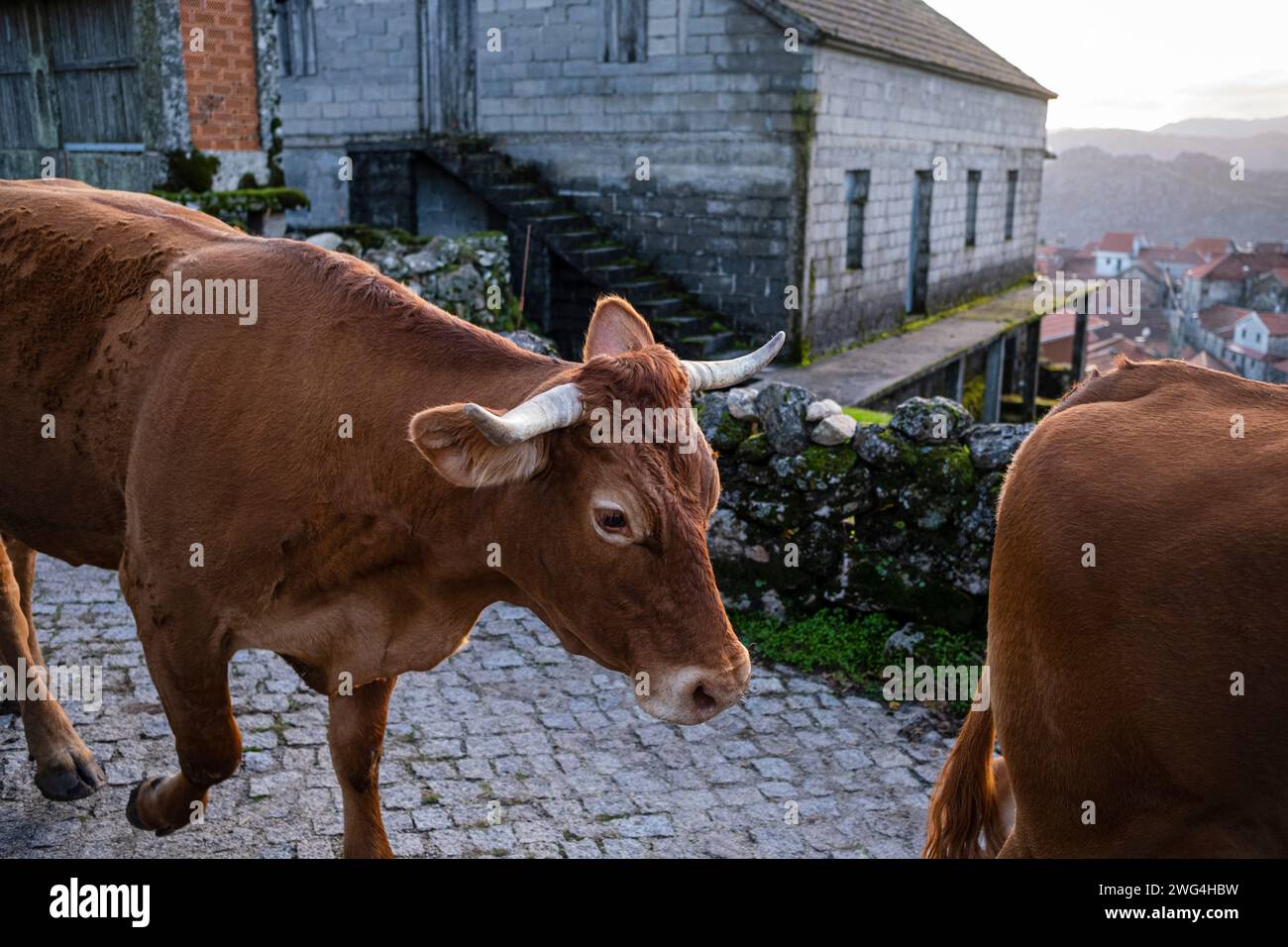 Nationalpark Peneda Gerês, Portugal - 01. November 2022 : Kühe, die an einer Straße in Pitões das Júnias vorbeifahren Stockfoto
