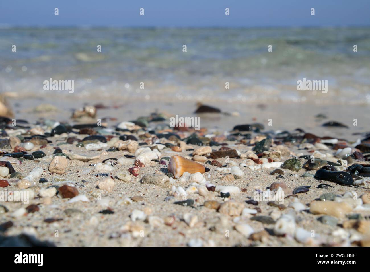 Muschel eines Kegels snell und bunte Kieselsteine, die an einem Strand am Roten Meer an Land gespült werden. Stockfoto