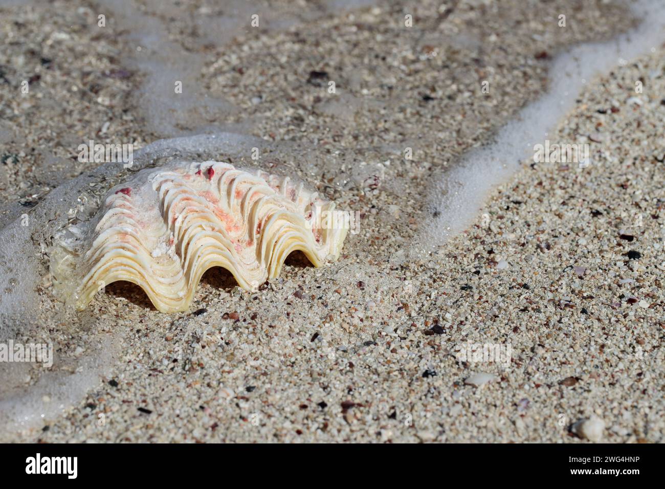 Muschel an einem Sandstrand. Wellen plätschern. Stockfoto