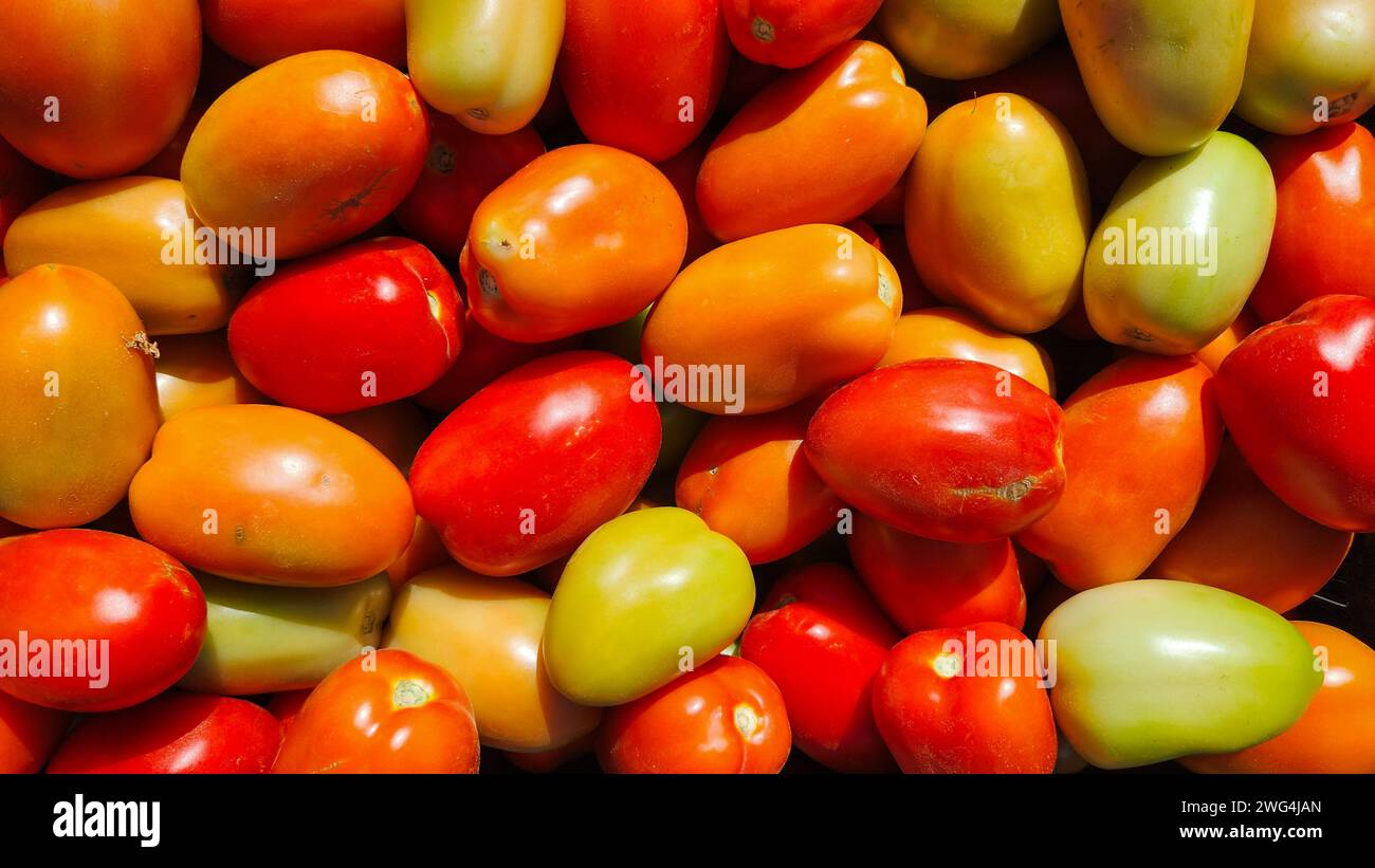 Eine Nahaufnahme eines Haufen frisch gepflückter Tomaten Stockfoto