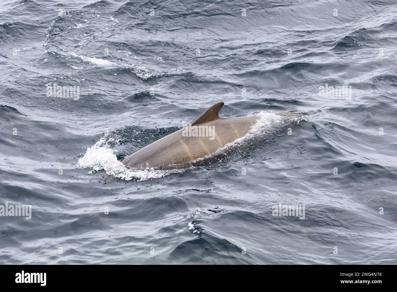In der Nähe der Lofoten-Inseln taucht ein Pilotwalkalb auf, dessen glatte Haut vor den Wellen der arktischen Gewässer glitzert Stockfoto