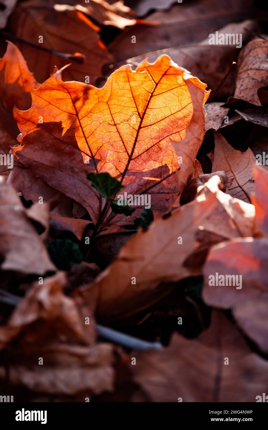 Tote Blätter von Acer pseudoplatanus auf dem Boden in Sotuelamos, Albacete. Stockfoto