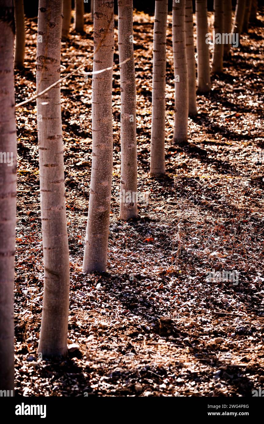 Pappelreihe im Winter in El Jardín Stockfoto