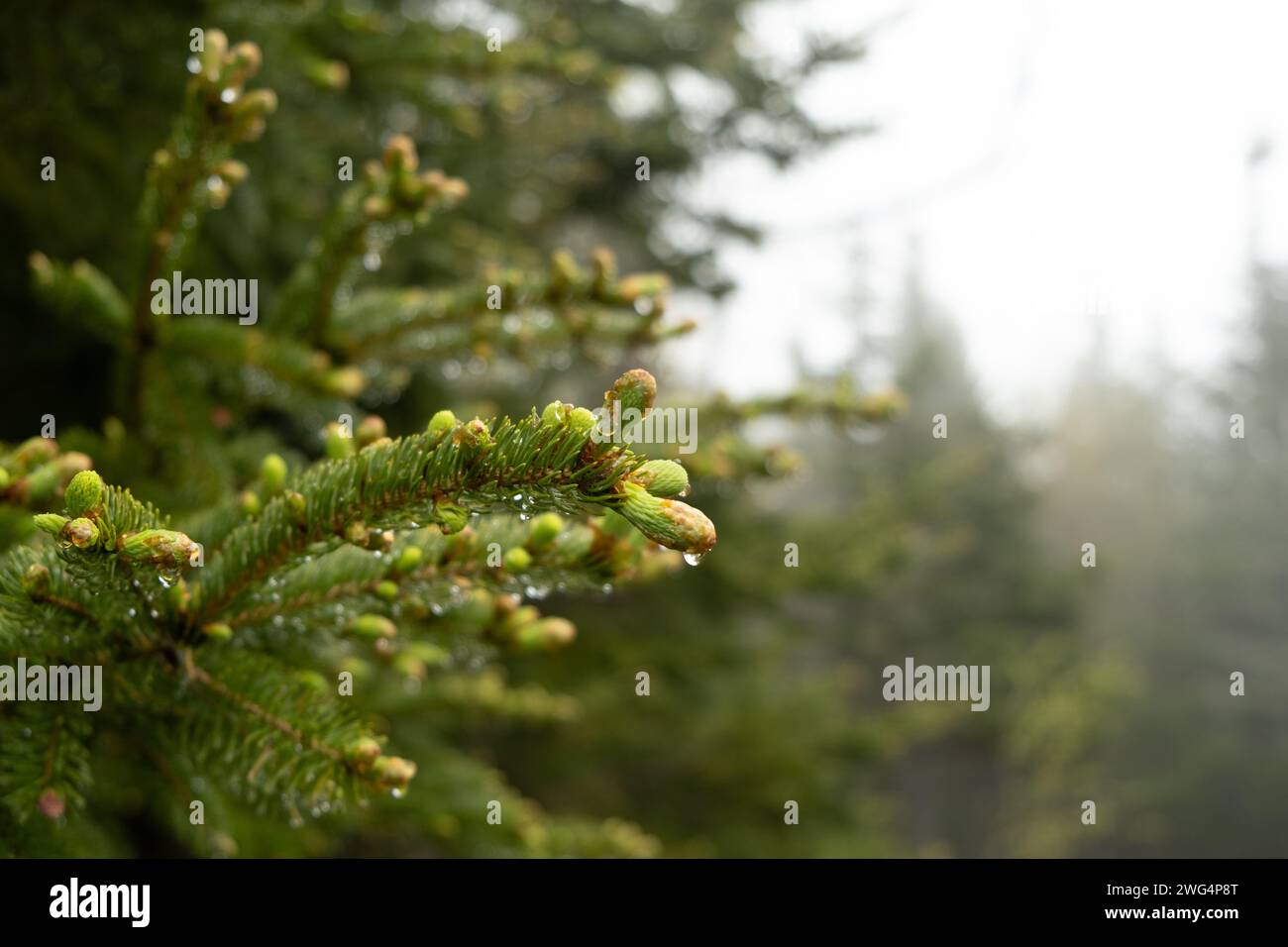 Nahaufnahme des neuen Tannenwuchses im Wald mit Tautropfen und nebeligem Hintergrund, der die Umgebung und Umgebung zeigt. Stockfoto