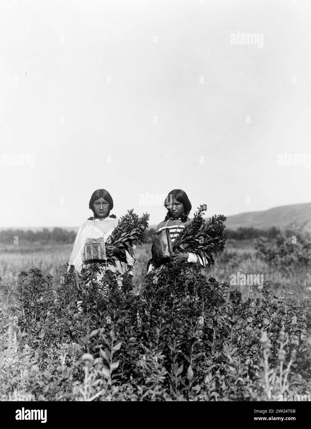 Goldrubenwiesen-Piegan, 1910. Zwei Mädchen, die auf einem Feld mit Goldröte stehen. Stockfoto