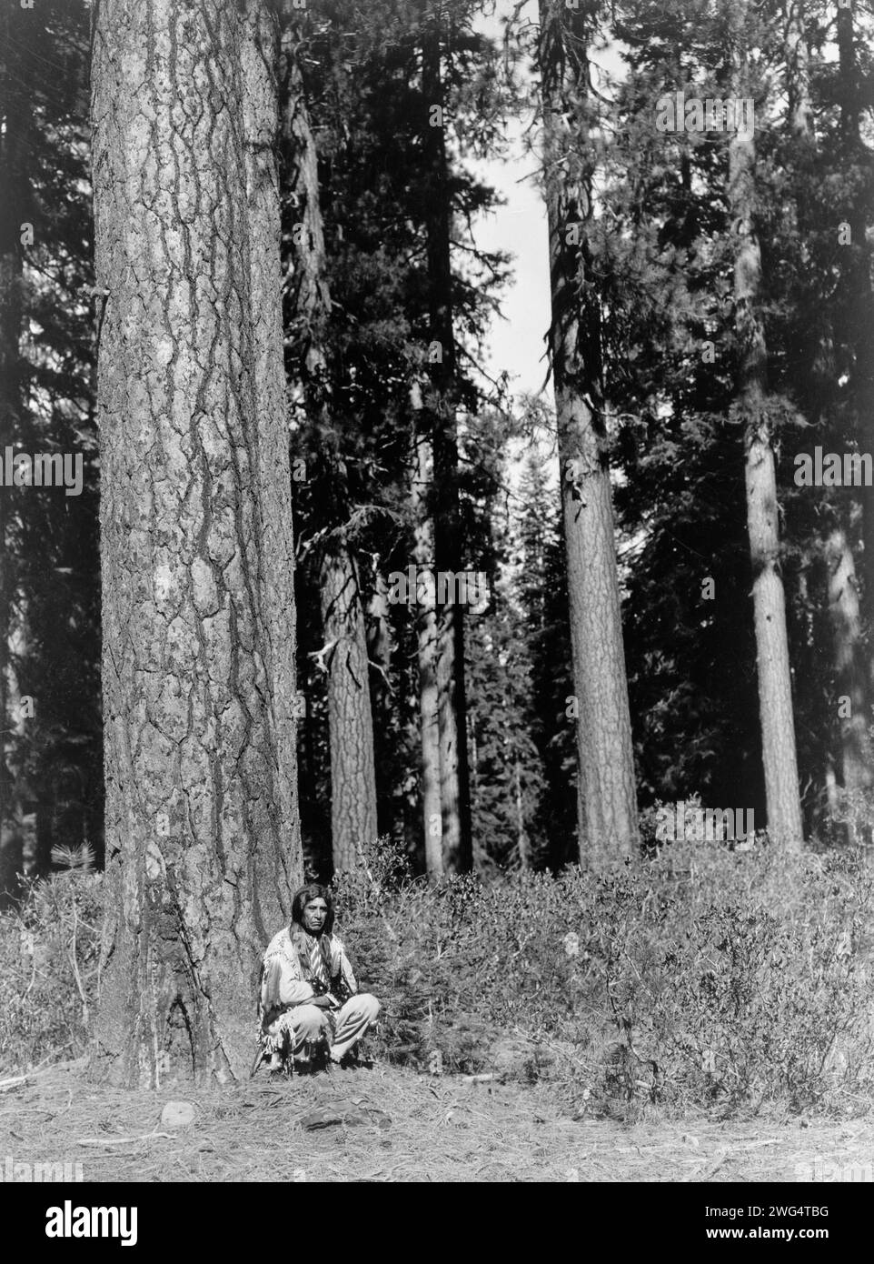 Im Wald-Klamath, 1923. Das Foto zeigt einen Klamath-Mann in traditioneller Kleidung, der neben einem riesigen Baum in einem Wald von Ponderosa Pines hockt, wahrscheinlich im Klamath Basin in Oregon. Stockfoto