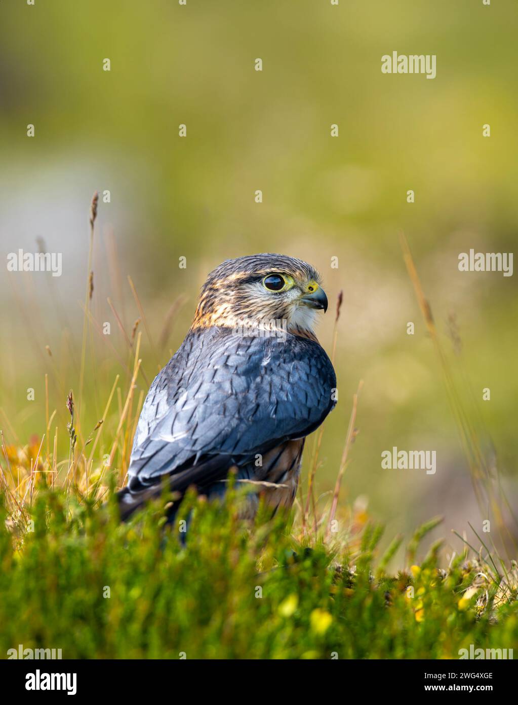 Merlin (Falco columbarius), einer der kleineren Greifvögel des Vereinigten Königreichs, steht auf einem Felsen inmitten von heidbedeckten Mooren Stockfoto