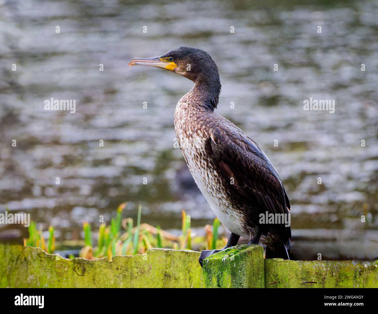 Ein einsamer junger Kormoran (Phalacrocorax carbo), der auf einer Zaunschiene in einem Süßwassersee in Blackpool, Lancashire, Großbritannien, thront Stockfoto