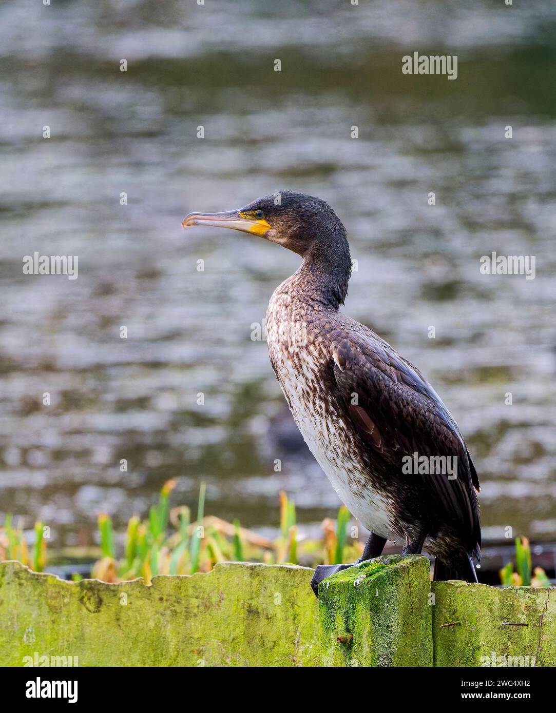 Ein einsamer junger Kormoran (Phalacrocorax carbo), der auf einer Zaunschiene in einem Süßwassersee in Blackpool, Lancashire, Großbritannien, thront Stockfoto