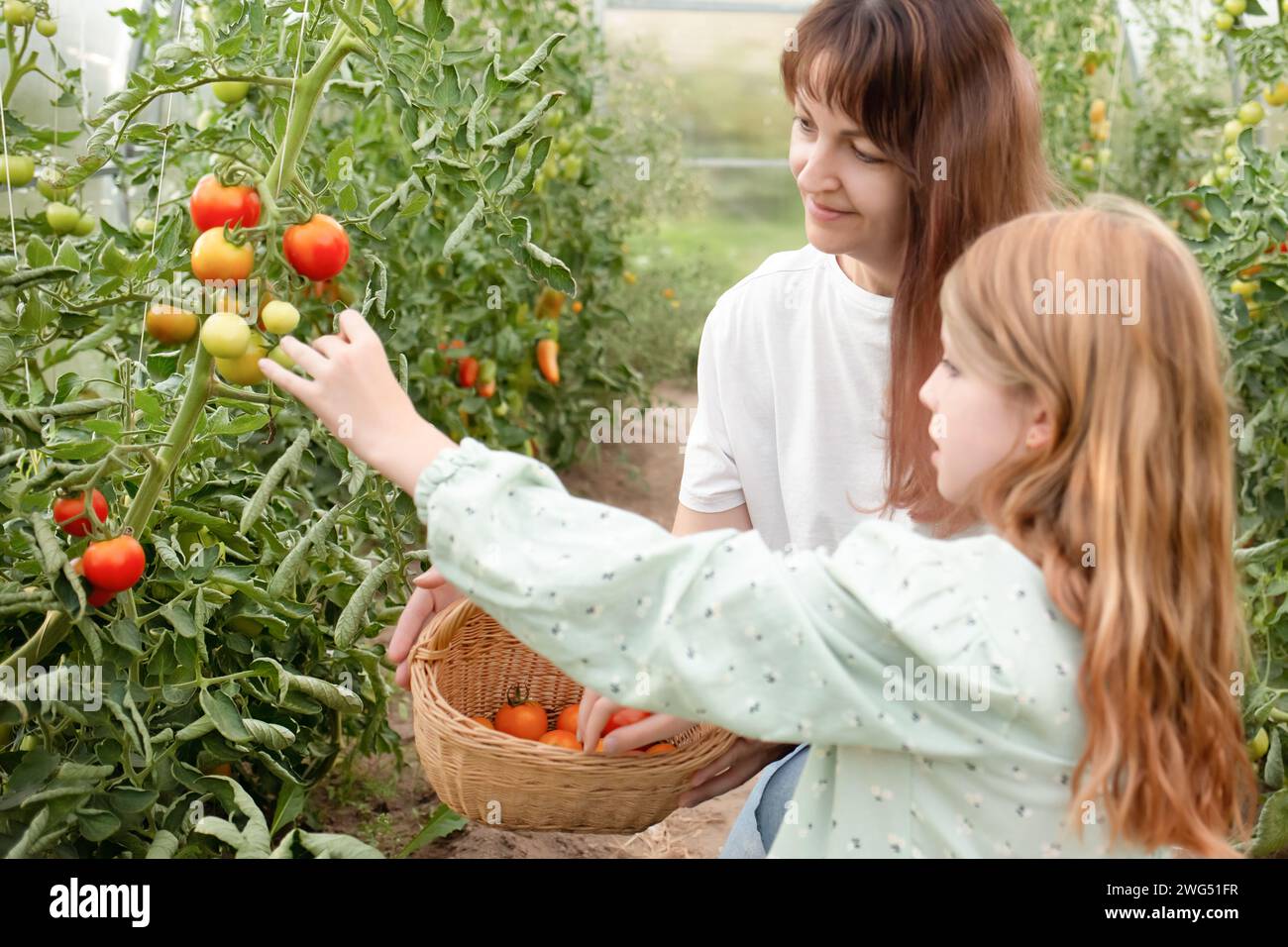 Mutter und Tochter sammeln Tomaten in einem Korb in den Gartenbeeten. Eltern und Kinder arbeiten im Garten. Vegetarische Bio-Küche Stockfoto