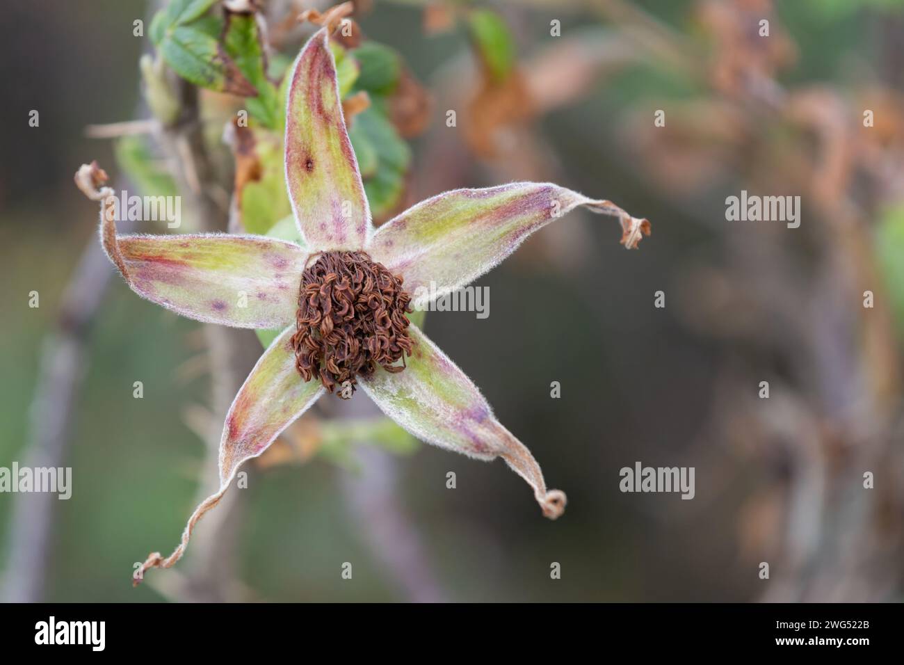 Strand-Rose Stockfoto