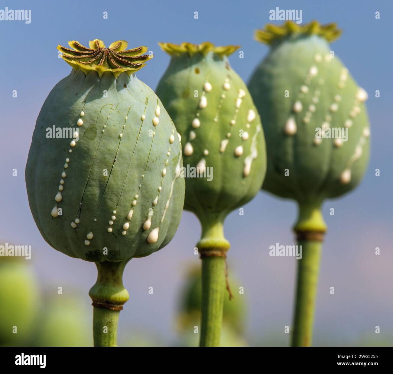 Detaildarstellung von Opiummohnköpfen, in latin papaver somniferum, unreifer Mohnkopf mit Tropfen Opiummilchlatex, drei Mohnkapseln isoliert auf blauer sk Stockfoto