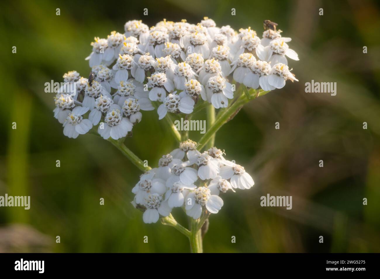 Gemeinsamen Schafgarbe Stockfoto