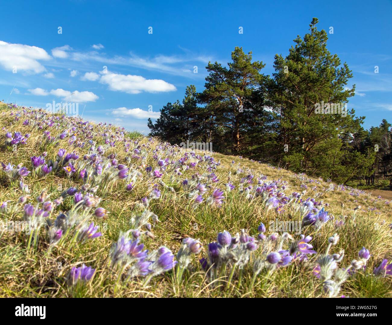 Wiese voller großer Pasqueflower im lateinischen pulsatilla grandis und Kiefern Stockfoto