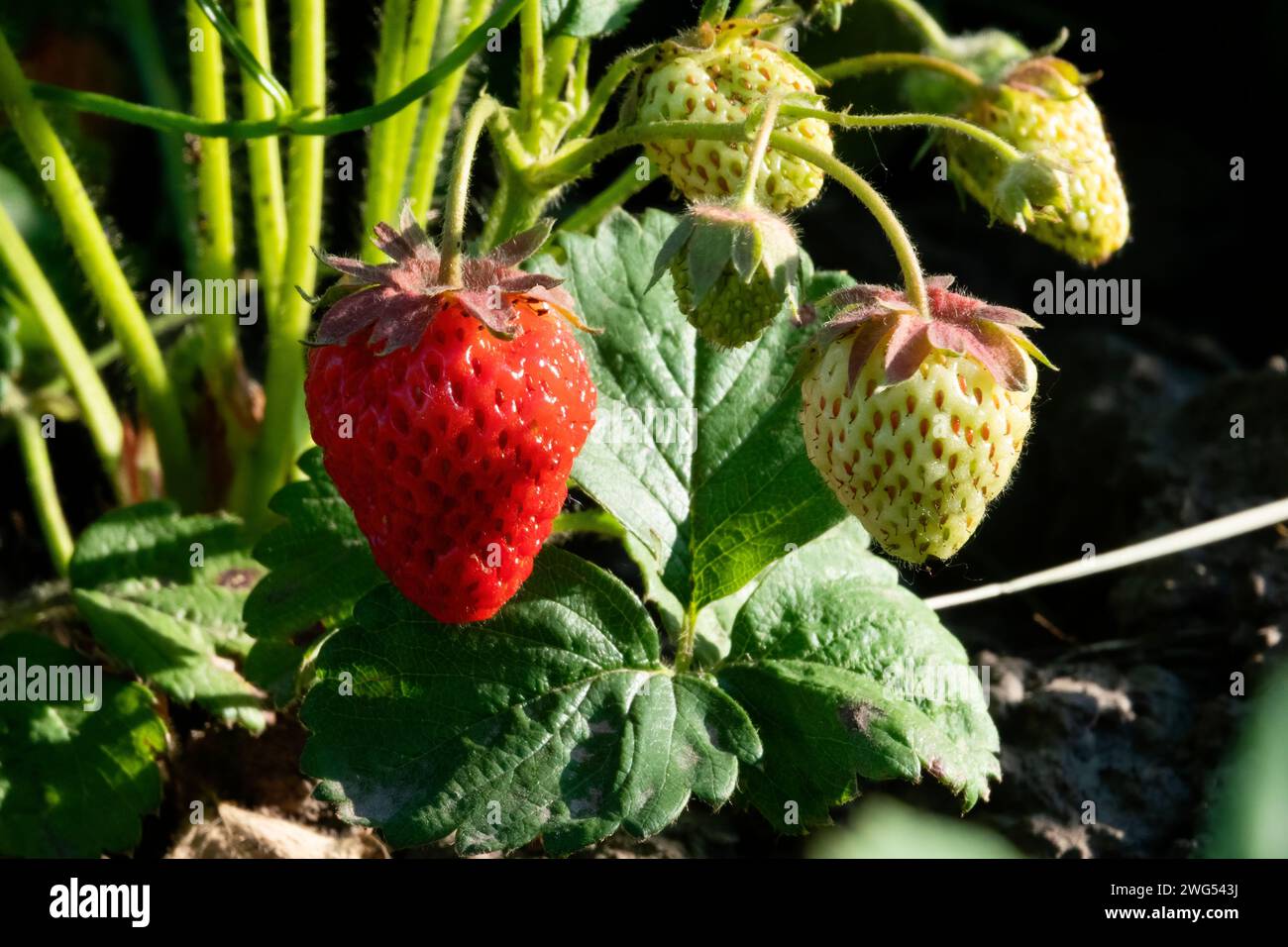 Rote und grüne Erdbeeren im Garten anbauen Stockfoto