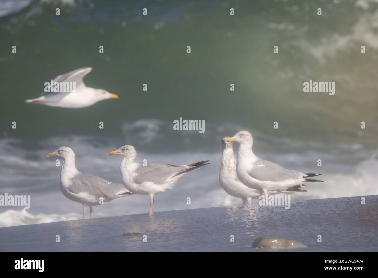 Europäische Heringsmöwen Stockfoto