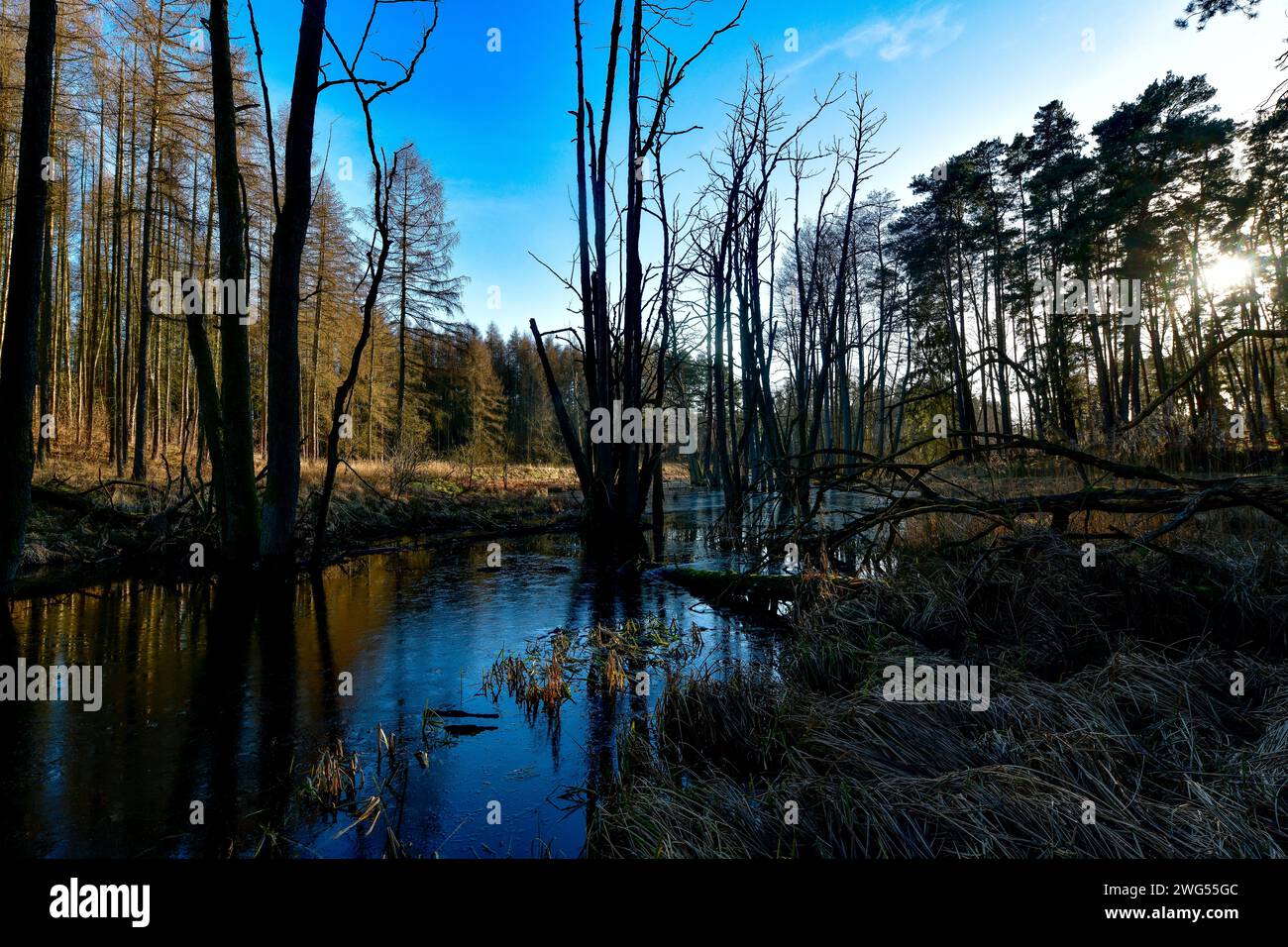 Blick am 28. Januar 2024 in auf das Upstallfließ im Moorgebiet und Sumpfgebiet am Hellsee bei Lanke in Brandenburg. Foto: Krauthöfer Moorlandschaft bei Lanke *** Blick am 28. Januar 2024 in auf das Upstallfließ im Moor- und Sumpfgebiet bei Hellsee bei Lanke in Brandenburg Foto Krauthöfer Moorland bei Lanke Stockfoto