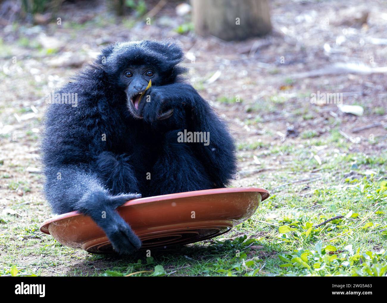 Anmutiger Siamang Gibbon, Symphalangus syndactylus, der die Baumkronen der südostasiatischen Regenwälder mit seinen melodischen Rufen und der charakteristischen Kehle singt Stockfoto