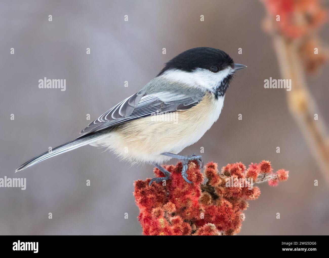 Schwarzhügelige Chickadee, die auf roten Früchten des Staghorn Sumac Strauchs steht Stockfoto Schwarzhügelige Chickadee, die auf roten Früchten des Staghorn Sumac Strauchs steht Stockfoto