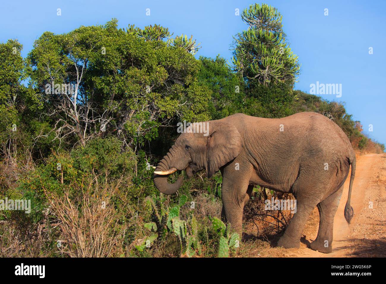 Großer afrikanischer Elefant aus der Seitenansicht im Busch, der Blätter isst Stockfoto