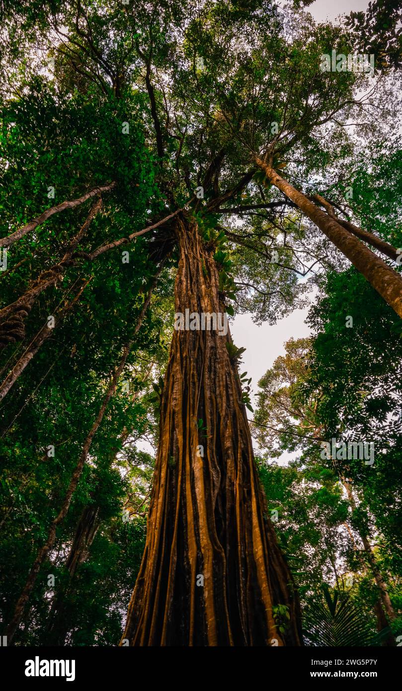 Niedrigwinkelaufnahme eines Baumes im Amazonaswald Stockfoto