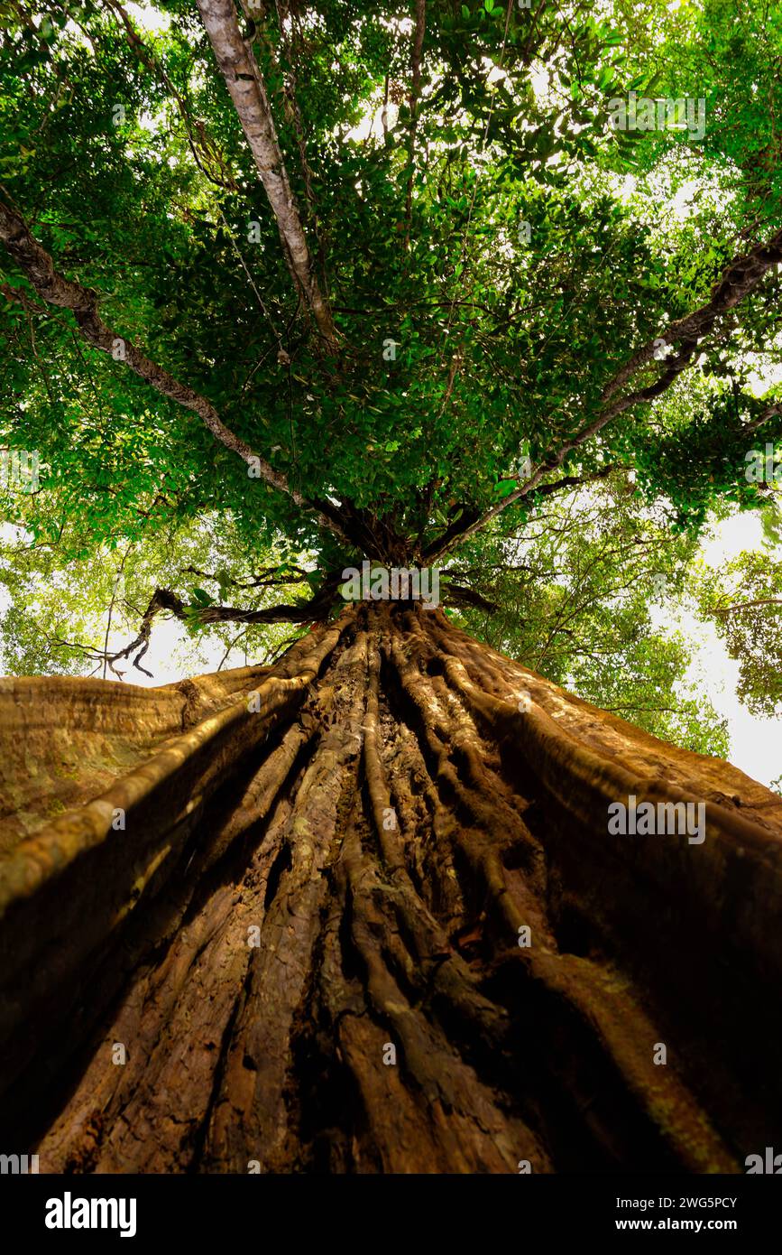 Niedrigwinkelaufnahme eines Baumes im Amazonaswald Stockfoto