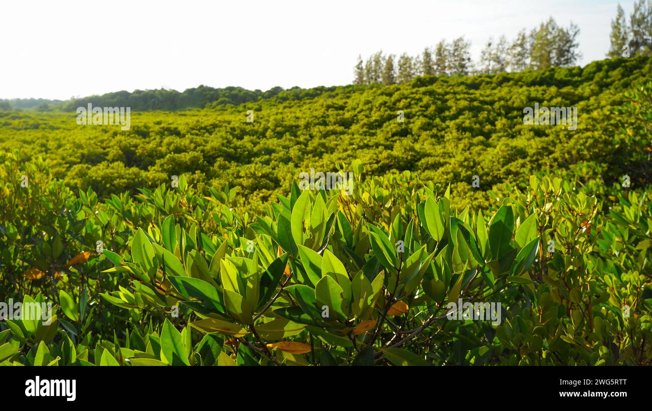Grüne Mangrovenblätter mit verschwommenem Mangrovenwald als Hintergrund auf dem Golden Mangrove Field bei Thung Prong Thong, Provinz Rayong, Thailand. Vie Stockfoto