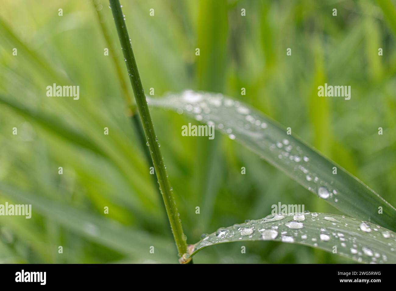 Morgentau – glitzernd auf grünen Grashalmen – Nahaufnahme. Aufgenommen in Toronto, Kanada. Stockfoto