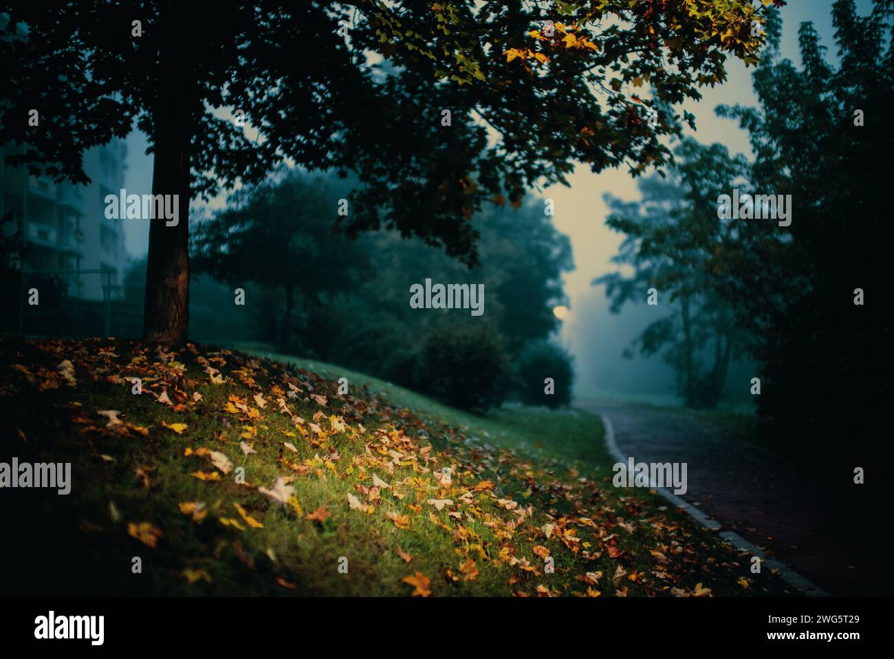 Ruhiger Morgen in einem nebeligen Herbstwald Stockfoto