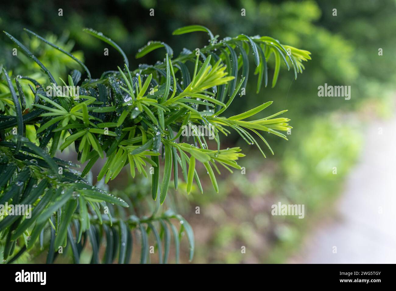 Regenbedeckte grüne Blätter - Tautropfen glitzern - lebendige natürliche Umgebung - üppiges Laub - ruhige Atmosphäre. Aufgenommen in Toronto, Kanada. Stockfoto