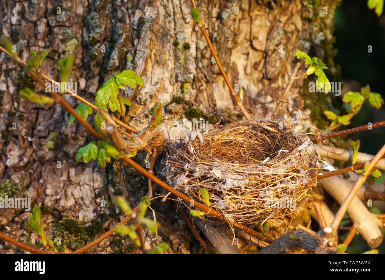 Blick von oben auf ein leeres Vogelnest, gut getarnt in einem Baum Stockfoto