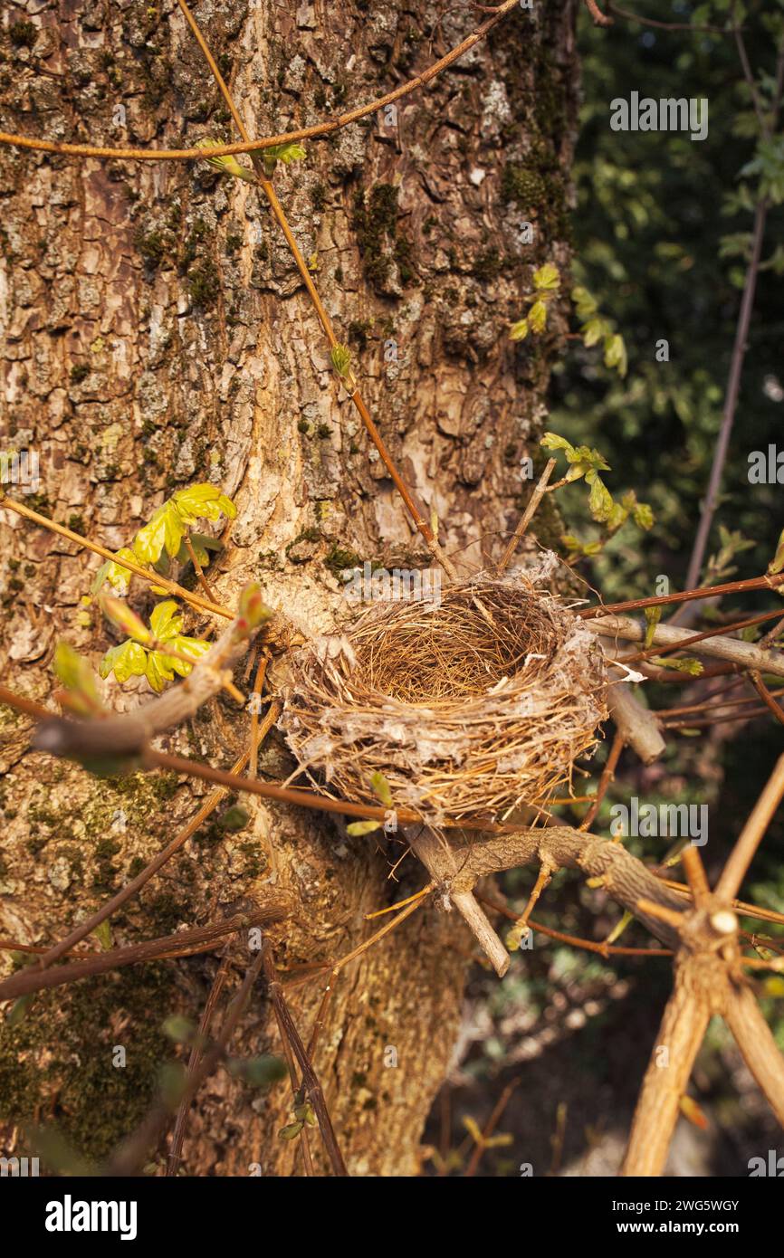 Blick von oben auf ein leeres Vogelnest, gut getarnt in einem Baum Stockfoto